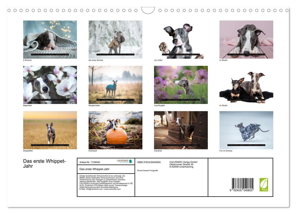 Bild: 9783435040605 | Das erste Whippet-Jahr (Wandkalender 2025 DIN A3 quer), CALVENDO...