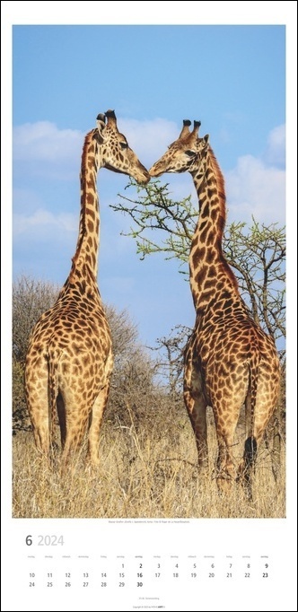 Bild: 9783840084423 | Giraffen Kalender 2024 XL Hochformat. Die beliebten Tiere in einem...