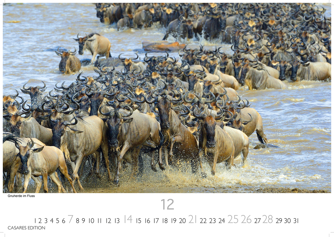 Bild: 9781835240502 | African Wildlife 2025 L 35x50cm | Kalender | 14 S. | Deutsch | 2025