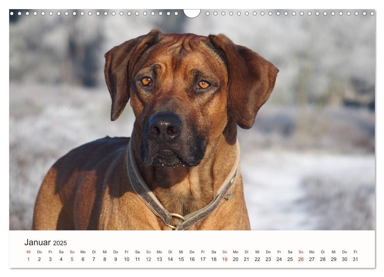 Bild: 9783435482351 | Rhodesian Ridgeback Schönheit aus Afrika (Wandkalender 2025 DIN A3...