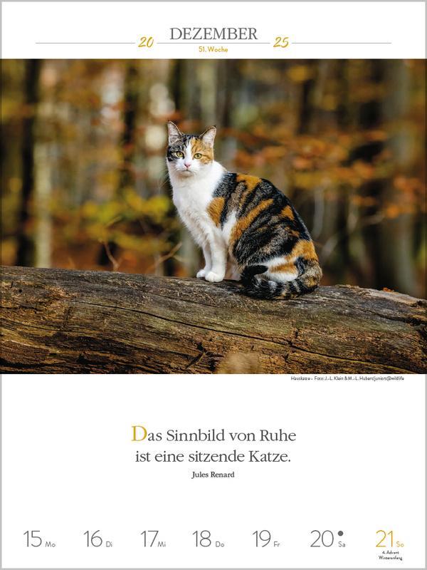 Bild: 9783731877226 | Literaturkalender Katzen 2025 | Verlag Korsch | Kalender | 54 S.