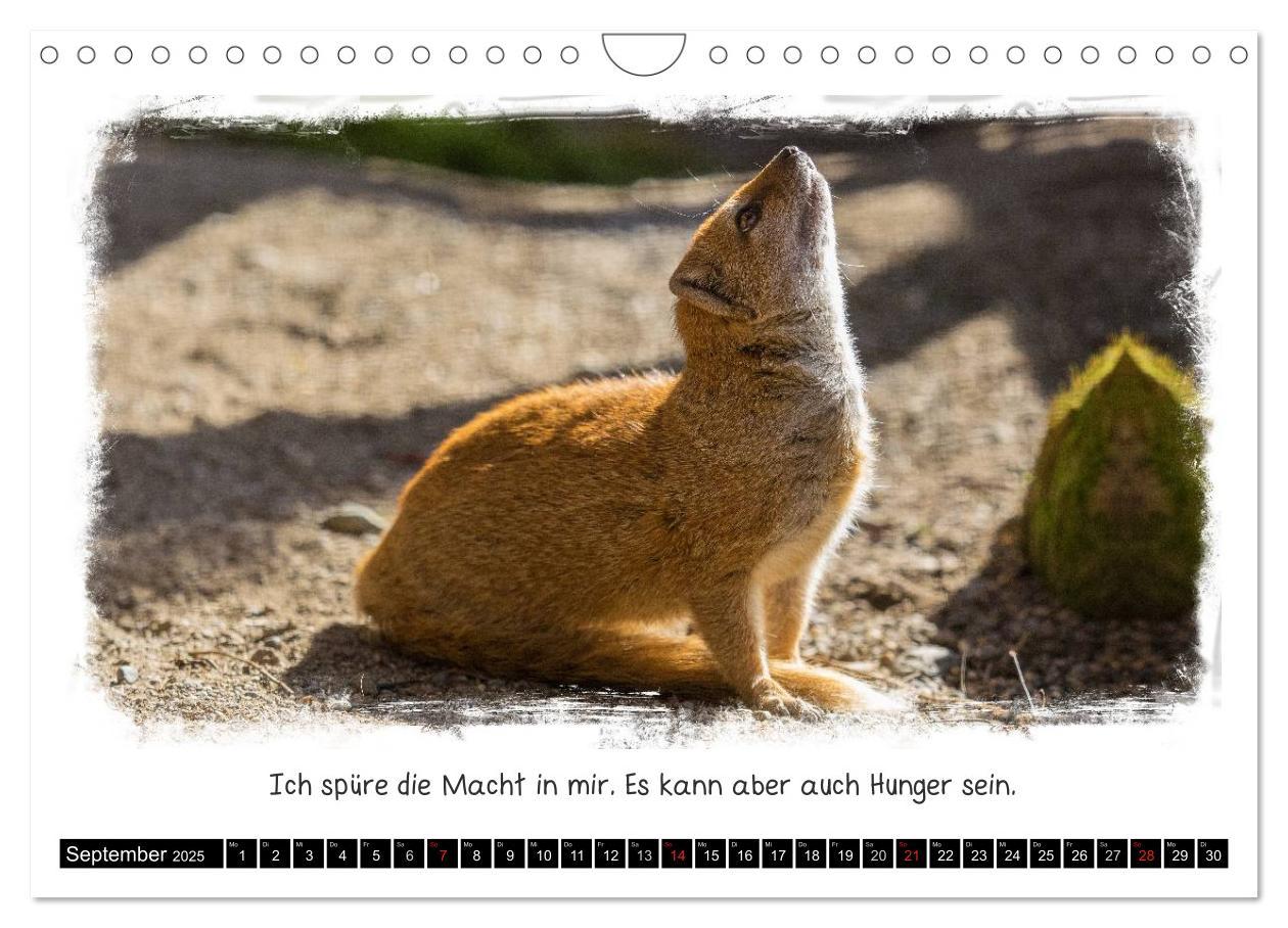 Bild: 9783435606955 | Tierisch witzig (Wandkalender 2025 DIN A4 quer), CALVENDO...