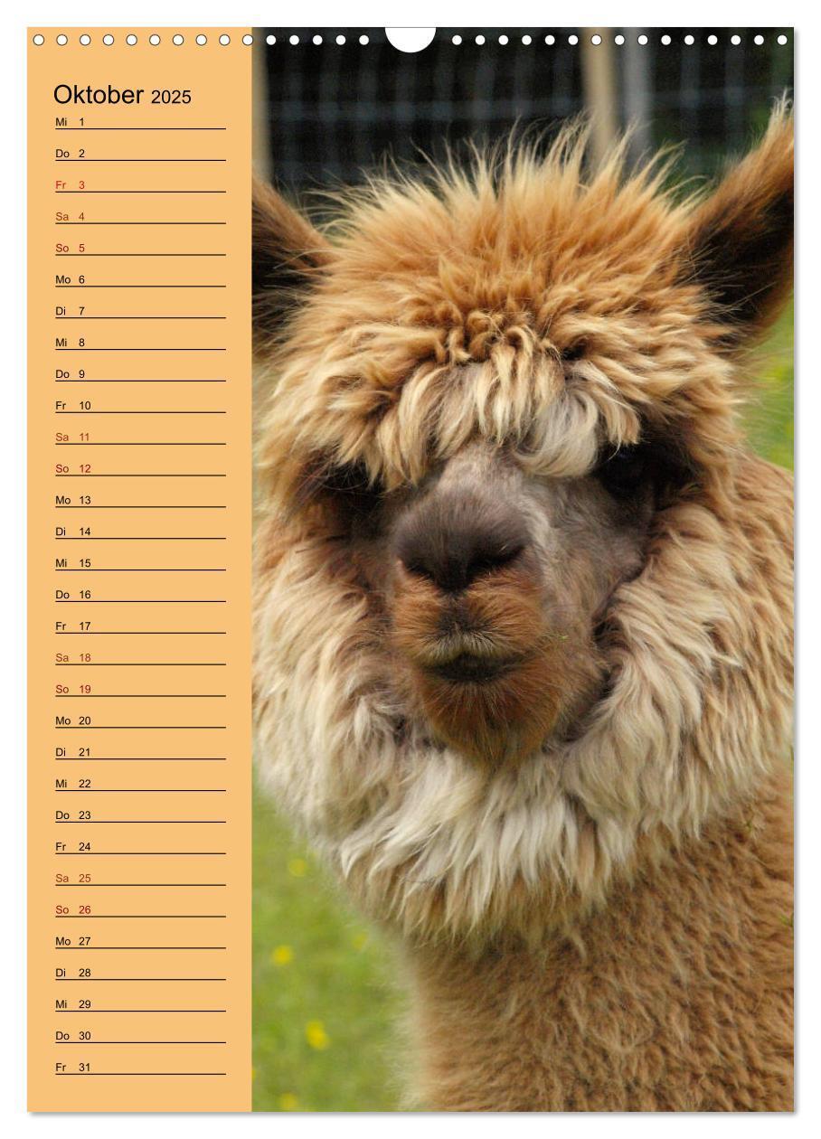 Bild: 9783435990504 | Alpakas zum Knuddeln gerne (Wandkalender 2025 DIN A3 hoch),...