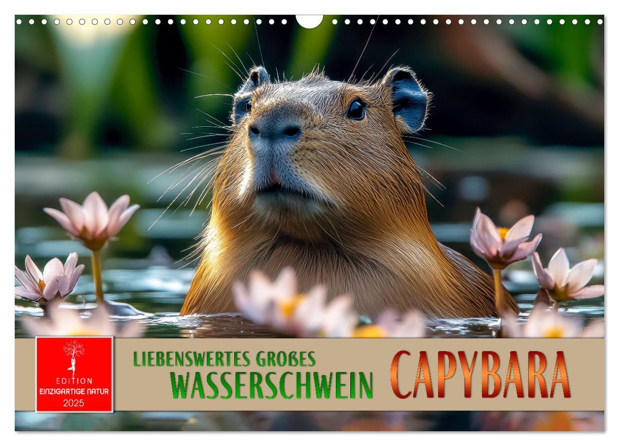 Cover: 9783457244593 | Capybara - liebenswertes großes Wasserschwein (Wandkalender 2025...