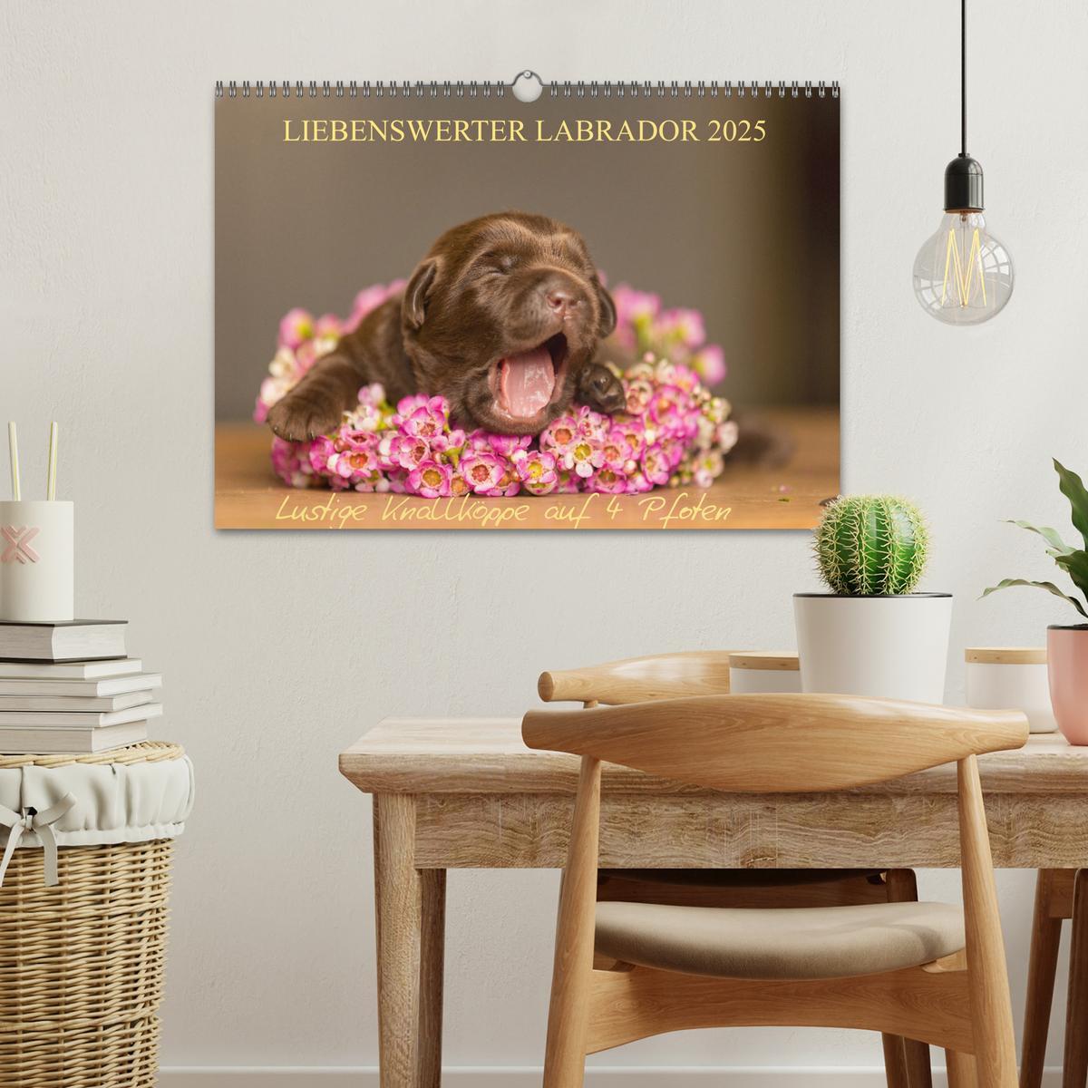 Bild: 9783435532025 | Liebenswerter Labrador 2025 (Wandkalender 2025 DIN A3 quer),...