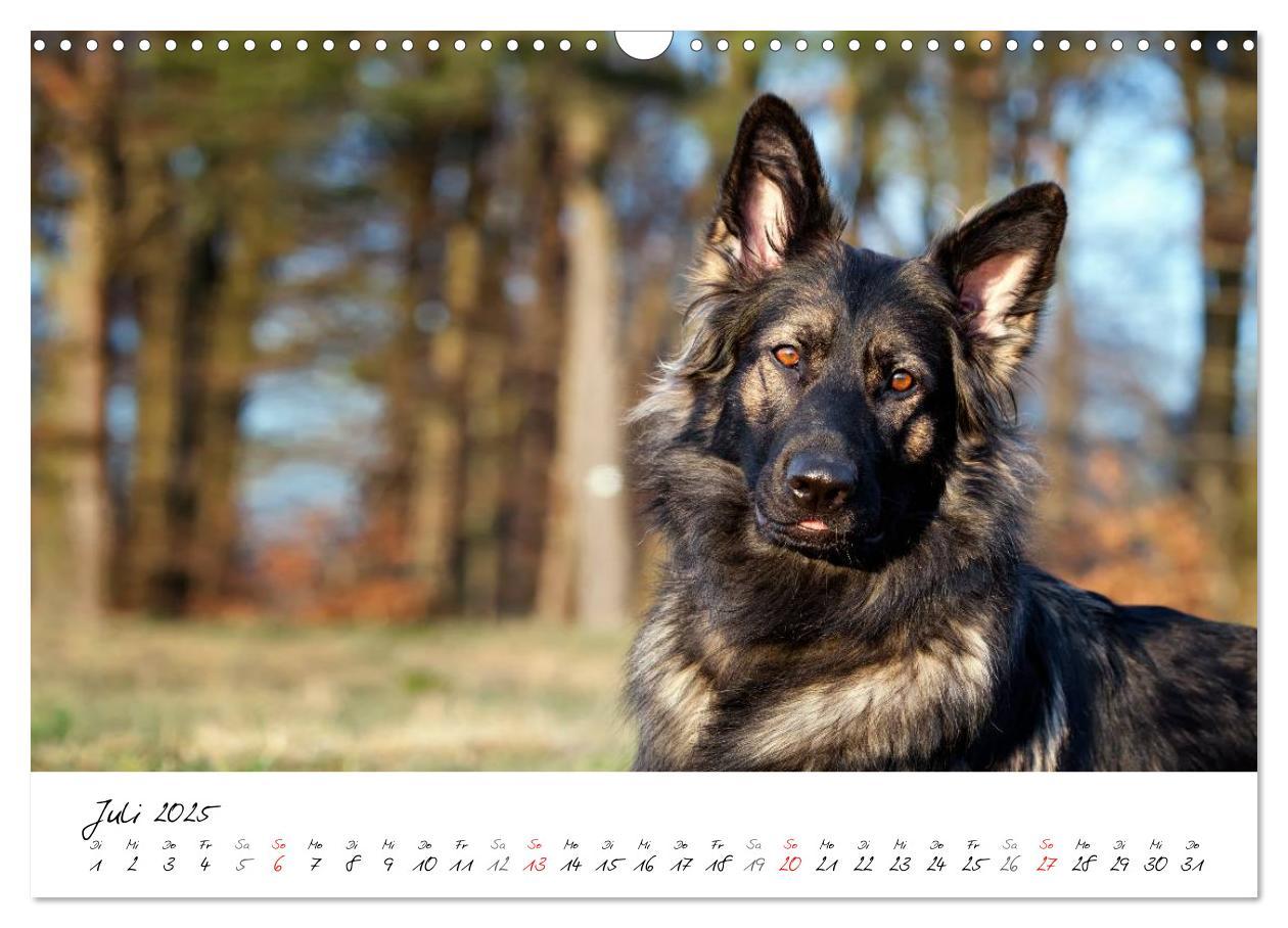 Bild: 9783435713554 | Der graue Deutsche Schäferhund (Wandkalender 2025 DIN A3 quer),...