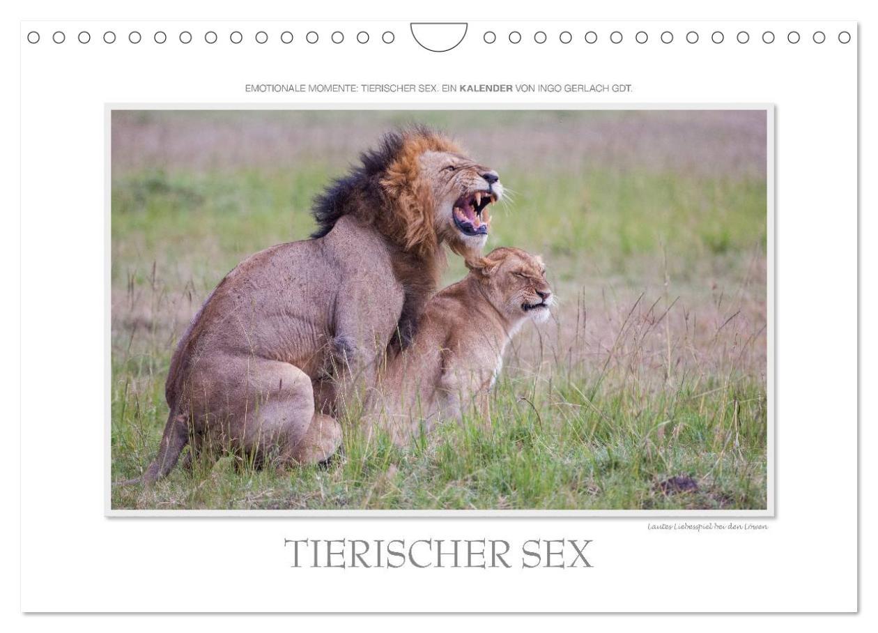 Cover: 9783435798780 | Emotionale Momente: Tierischer Sex. (Wandkalender 2025 DIN A4...