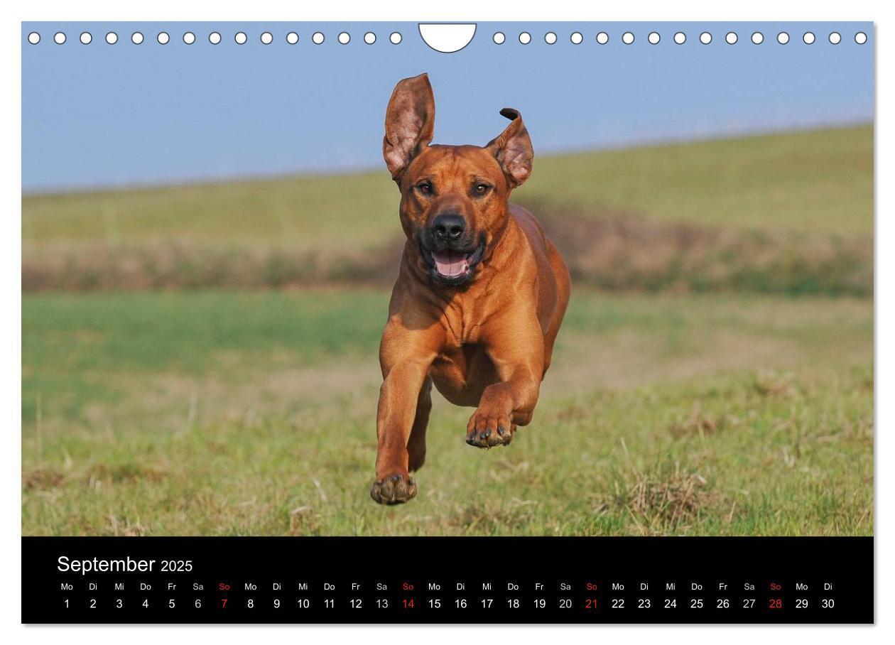 Bild: 9783435760107 | Rhodesian Ridgeback 2025 (Wandkalender 2025 DIN A4 quer), CALVENDO...