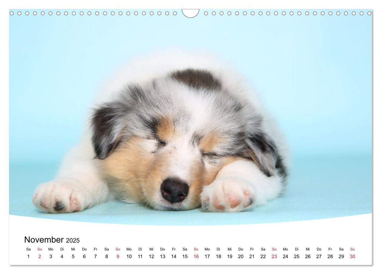 Bild: 9783435160358 | Süße Träume 2025 - schlafende Hundewelpen (Wandkalender 2025 DIN A3...