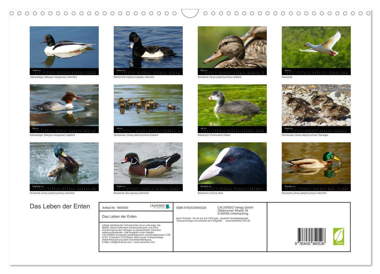 Bild: 9783435840526 | Das Leben der Enten (Wandkalender 2025 DIN A3 quer), CALVENDO...