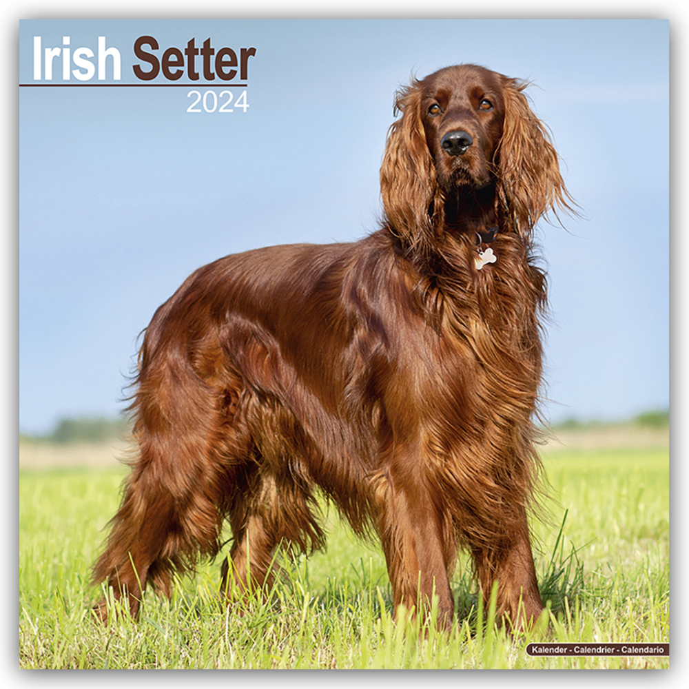 Cover: 9781804600542 | Irish Setter - Irish Setter 2024 - 16-Monatskalender | Ltd | Kalender