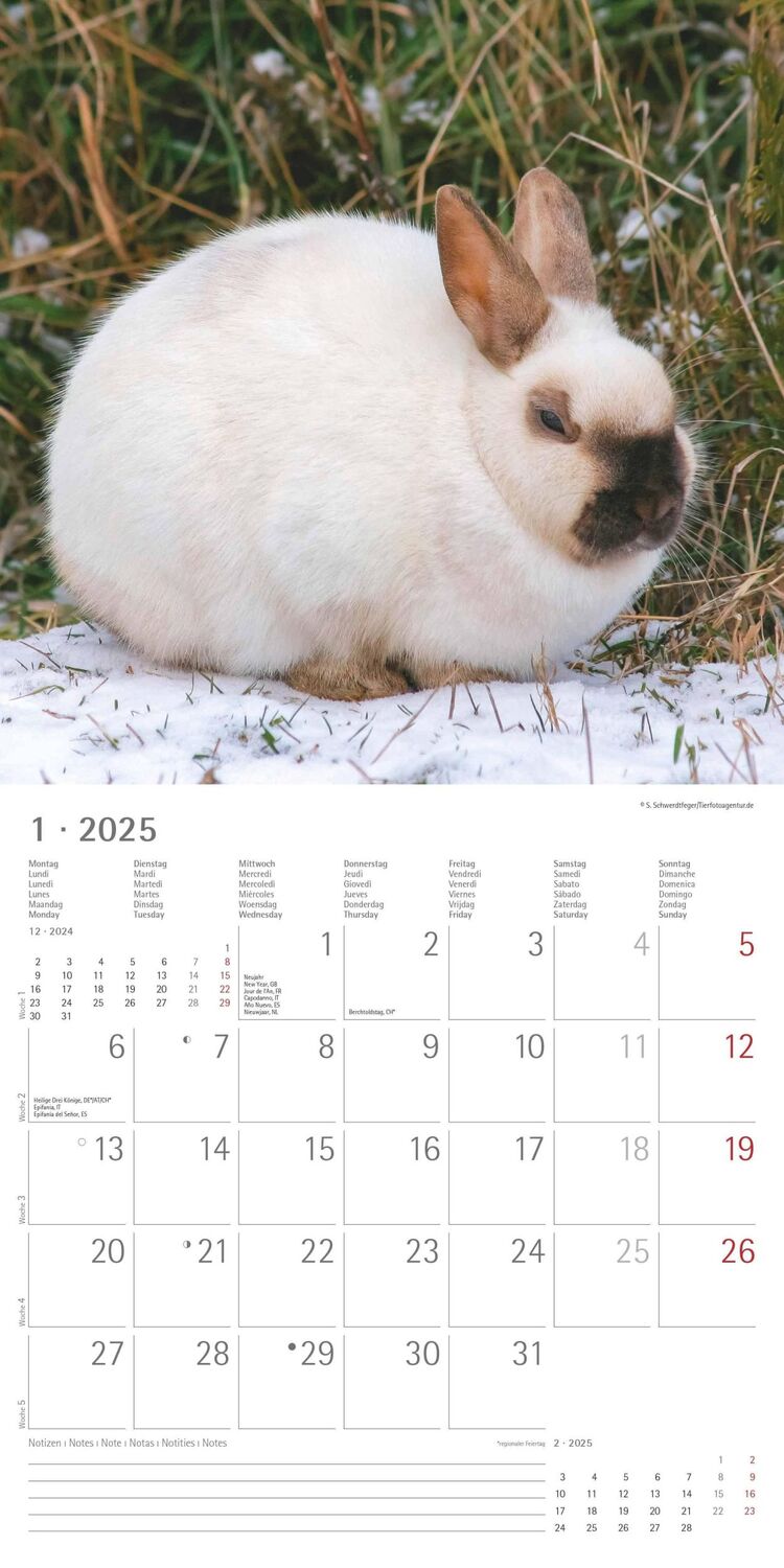 Bild: 4251732340766 | Kaninchen 2025 - Broschürenkalender 30x30 cm (30x60 geöffnet) -...