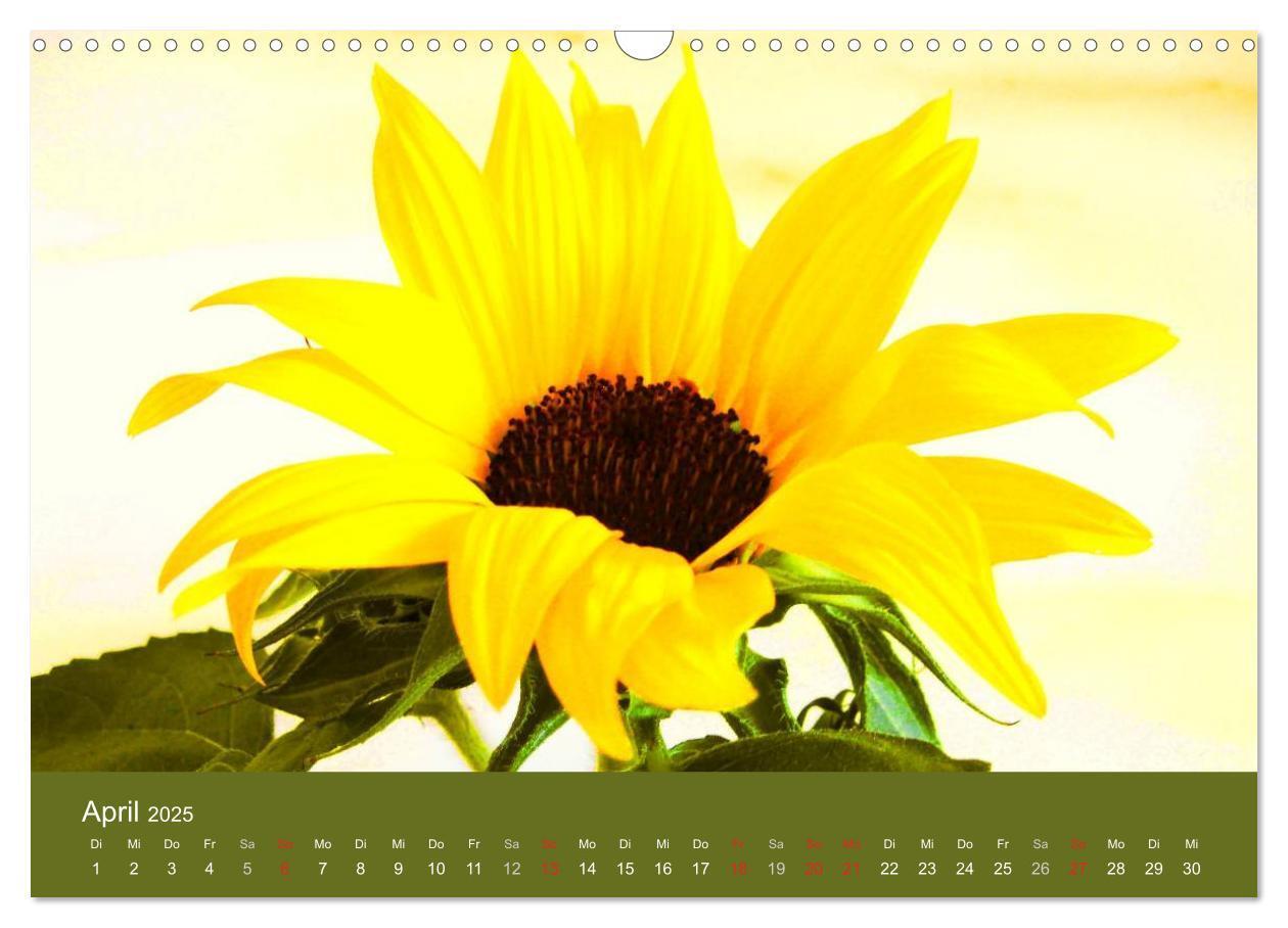 Bild: 9783435799824 | Sonnenblumen - die Blumen der Lebensfreude (Wandkalender 2025 DIN...