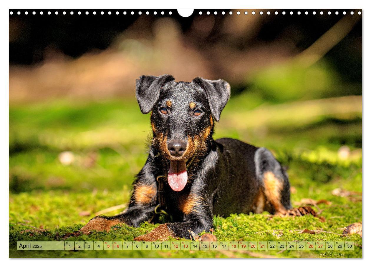 Bild: 9783457190098 | Deutscher Terrier - ein leidenschaftlicher Jäger (Wandkalender 2025...