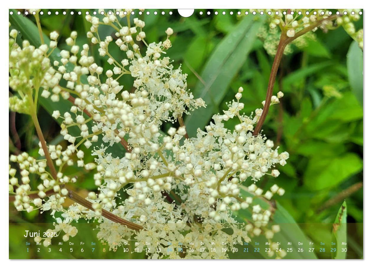 Bild: 9783457199244 | Moorträume - Naturschönheit in Bildern (Wandkalender 2025 DIN A3...