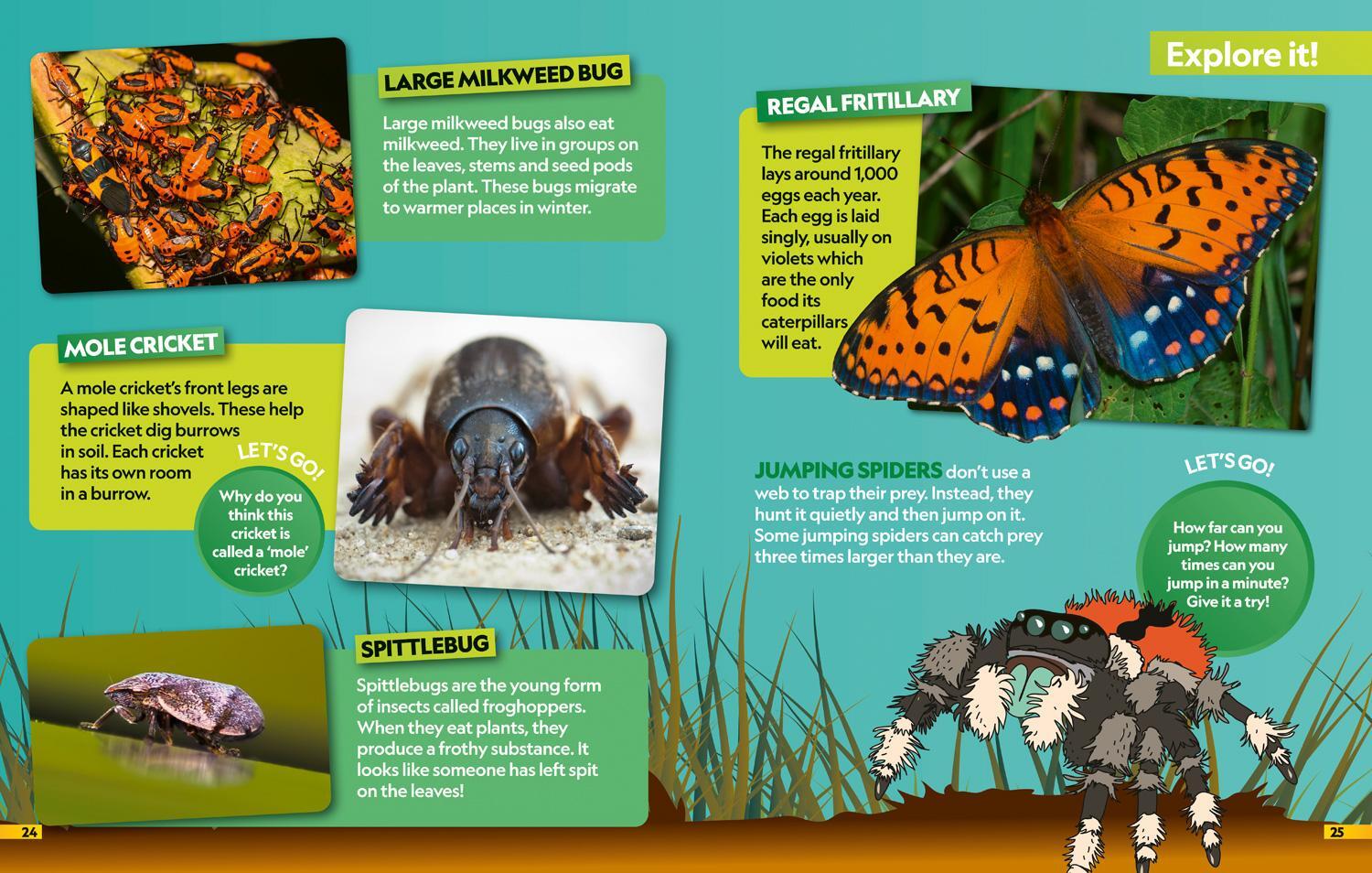 Bild: 9780008554378 | Insects Find it! Explore it! | National Geographic Kids | Taschenbuch