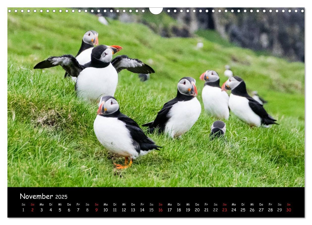 Bild: 9783435538287 | Die Papageientaucher von Mykines (Wandkalender 2025 DIN A3 quer),...