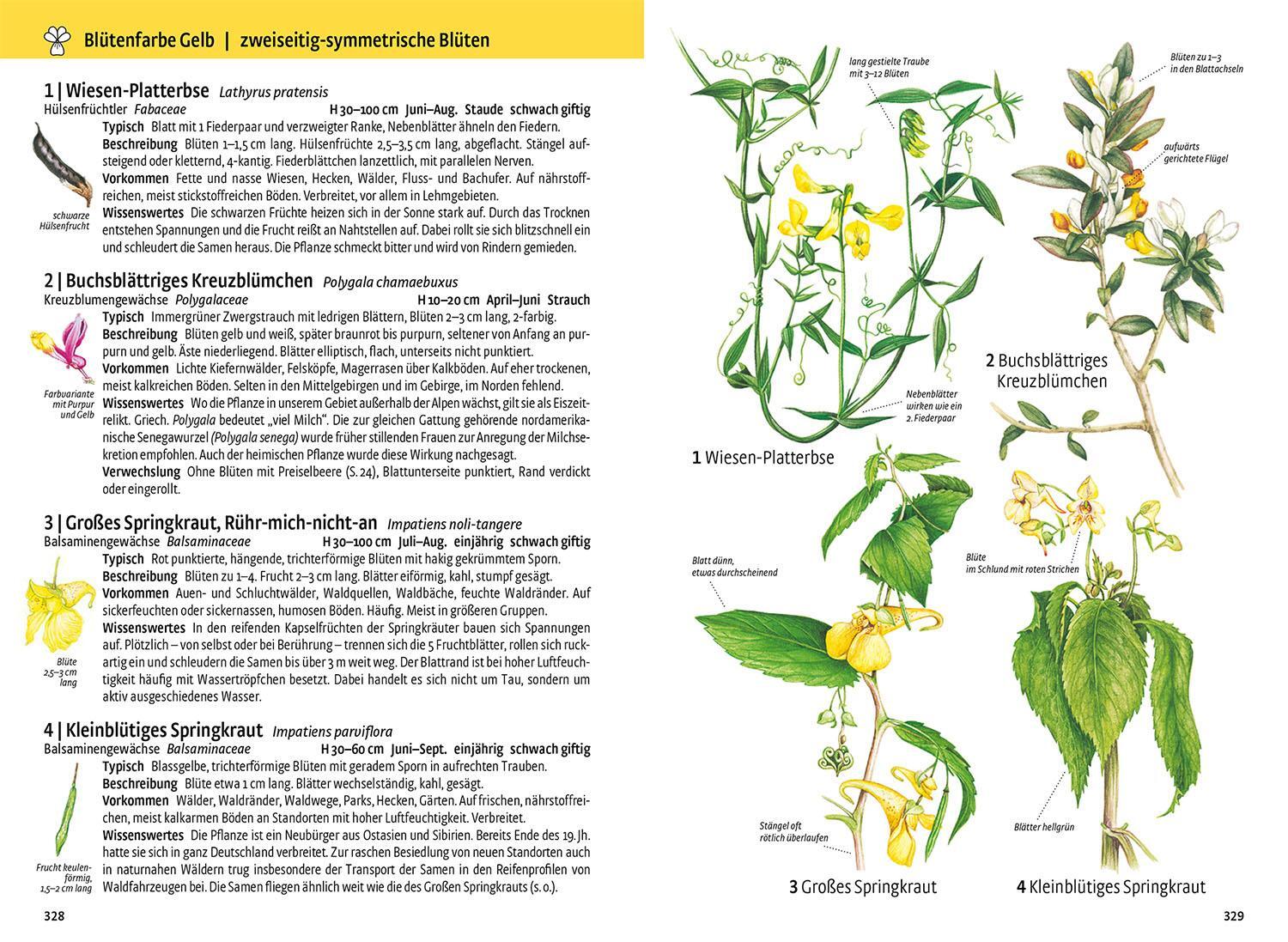 Bild: 9783440170731 | Was blüht denn da - Original | Margot Spohn | Taschenbuch | 496 S.