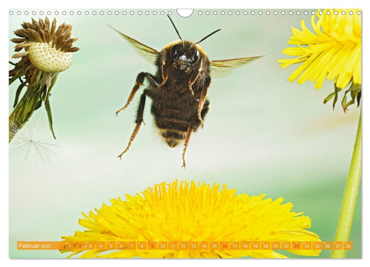 Bild: 9783435220557 | Sechs Beine in der Luft - Wildbienen im Flug (Wandkalender 2025 DIN...