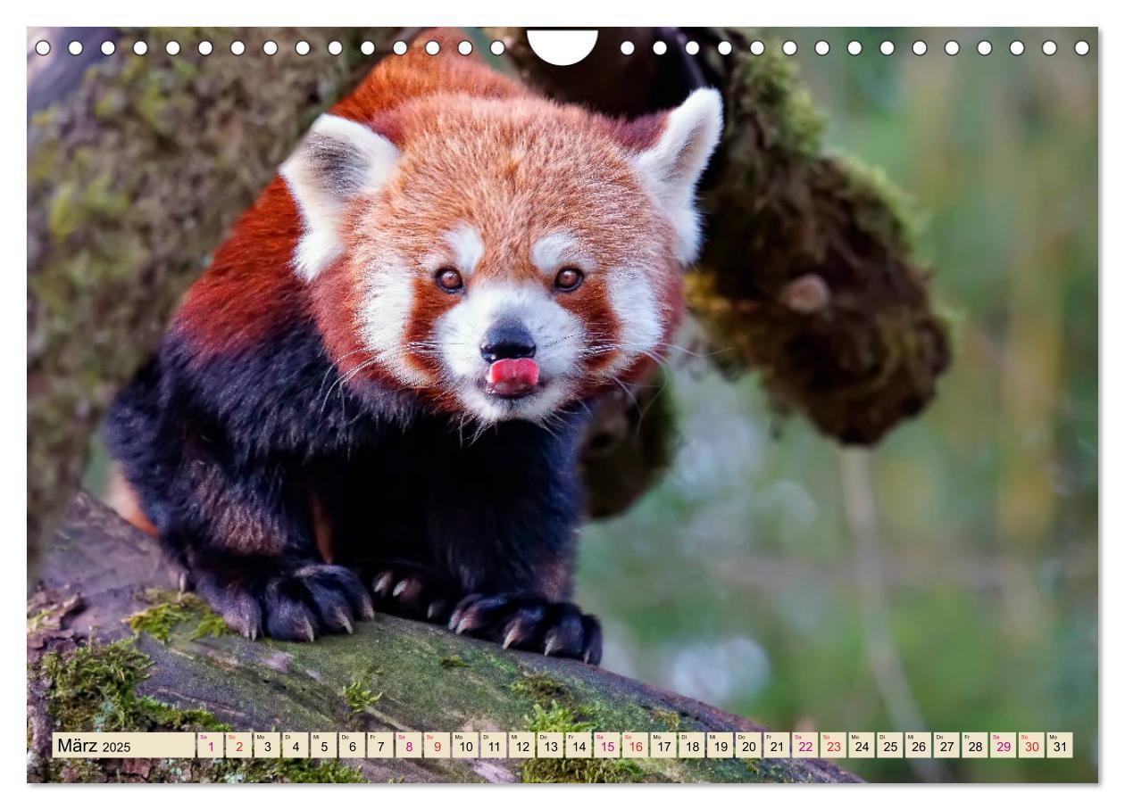 Bild: 9783435437382 | Kleiner Panda (Wandkalender 2025 DIN A4 quer), CALVENDO Monatskalender