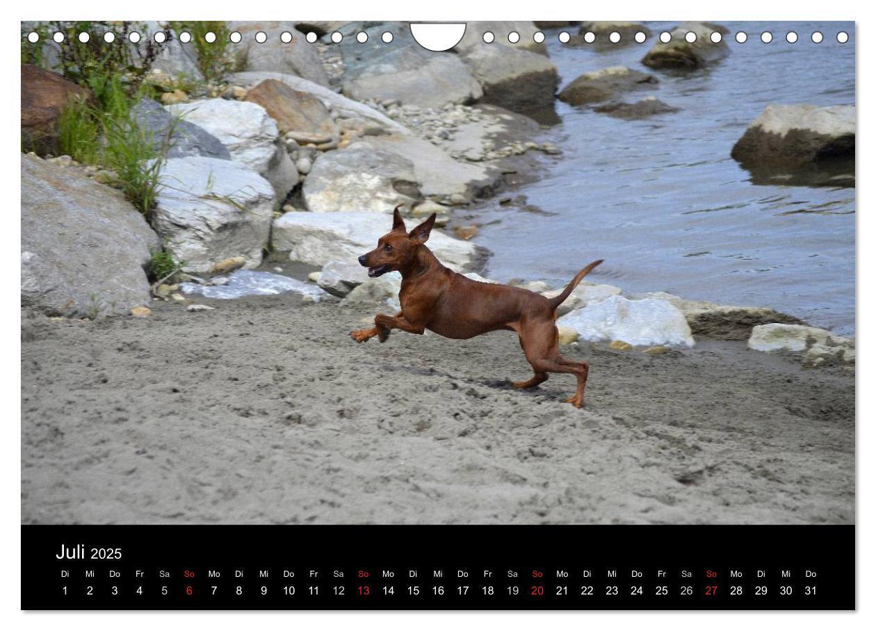 Bild: 9783435643738 | Deutscher Pinscher (Wandkalender 2025 DIN A4 quer), CALVENDO...