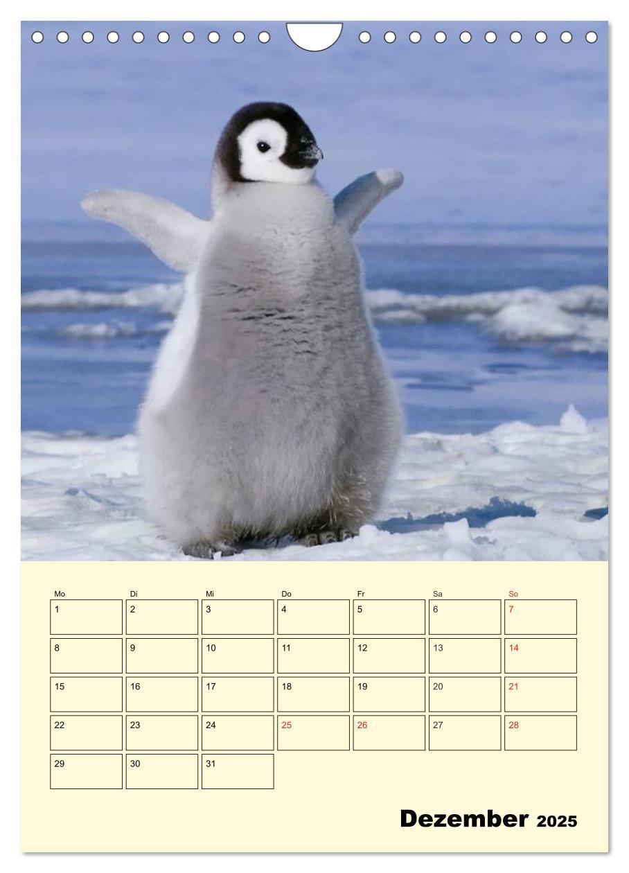 Bild: 9783457018637 | Pinguine. Wackeln im Thermo-Frack (Wandkalender 2025 DIN A4 hoch),...