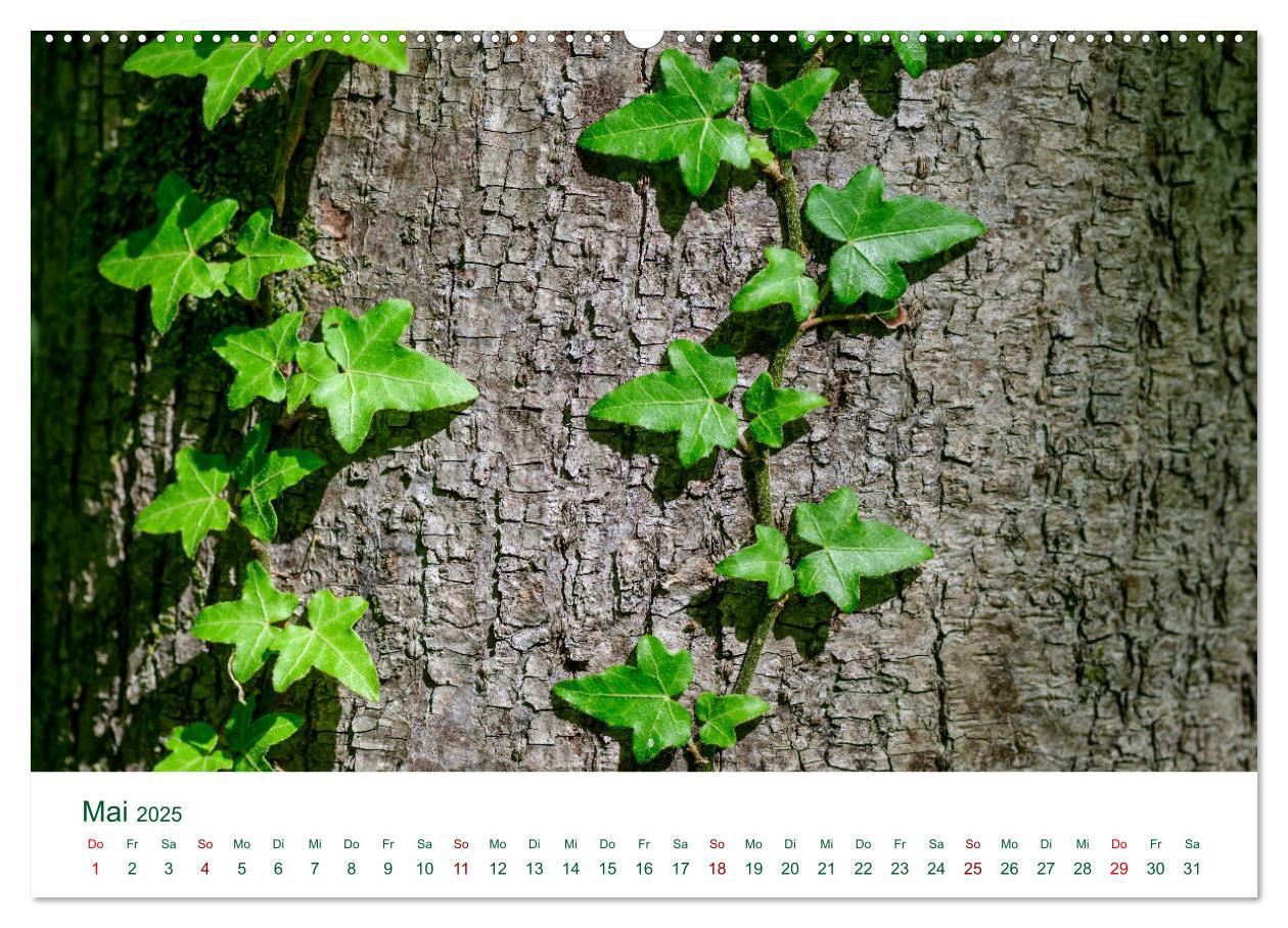 Bild: 9783383994807 | Auwälder bei Enns (Wandkalender 2025 DIN A2 quer), CALVENDO...