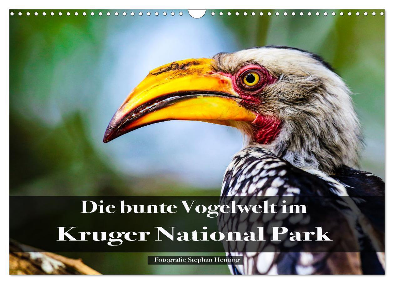 Cover: 9783435030613 | Die bunte Vogelwelt im Kruger National Park (Wandkalender 2025 DIN...