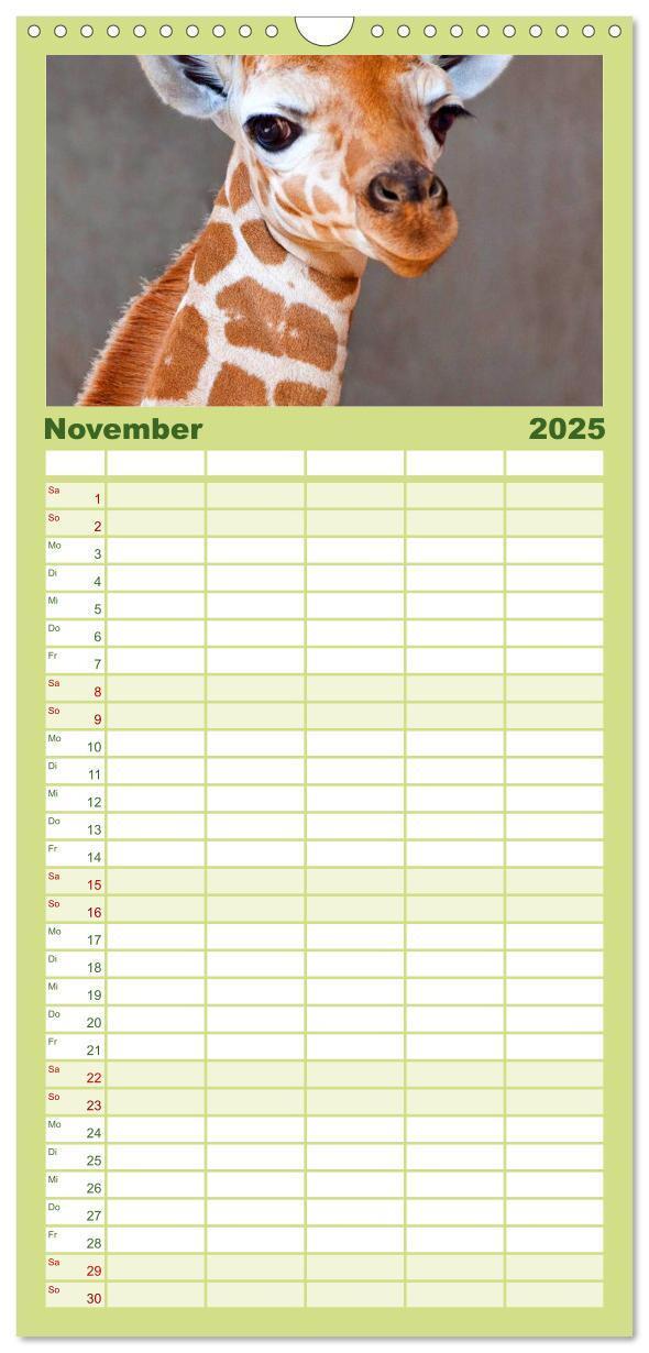 Bild: 9783457110126 | Familienplaner 2025 - Giraffen mit 5 Spalten (Wandkalender, 21 x 45...