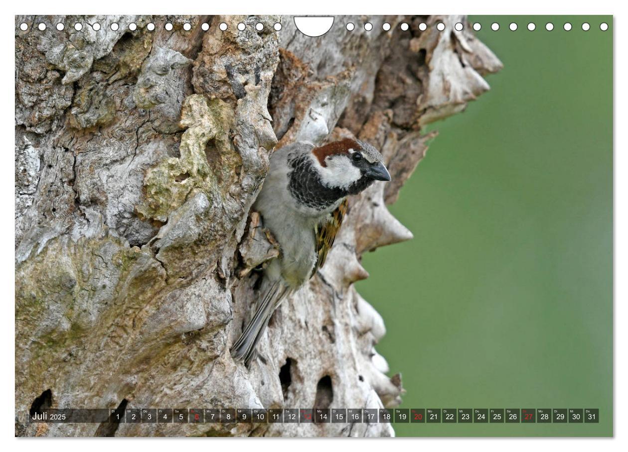 Bild: 9783435193264 | Heimische Singvögel in Feld und Flur (Wandkalender 2025 DIN A4...