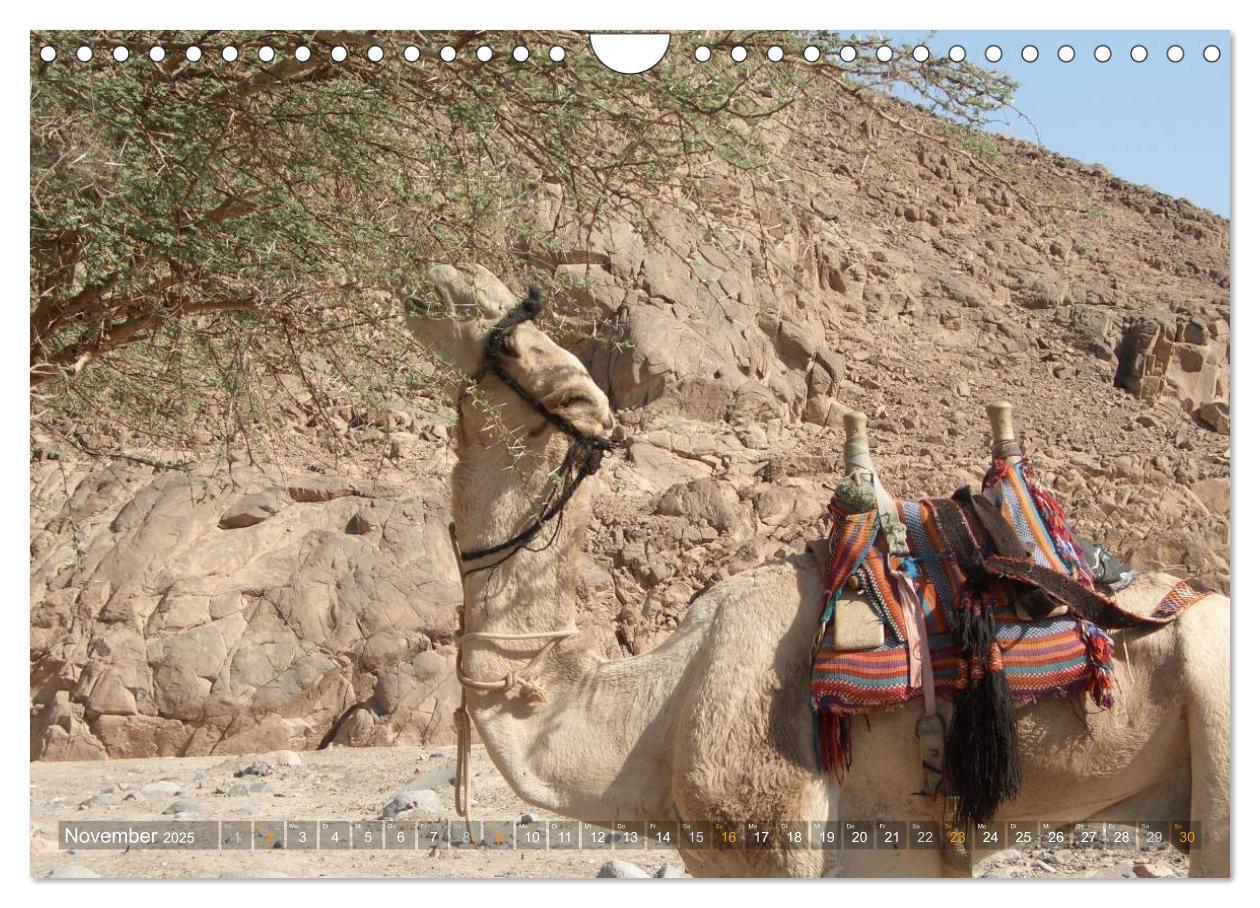 Bild: 9783435525904 | Impressionen Kameltrekking Sinai 2025 (Wandkalender 2025 DIN A4...