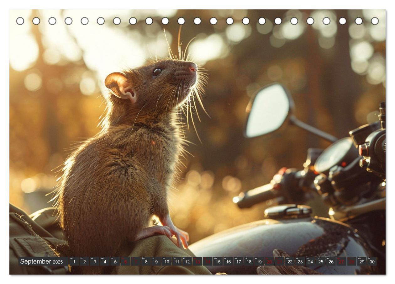 Bild: 9783383813948 | Mein bester Kumpel ist eine Ratte (Tischkalender 2025 DIN A5 quer),...