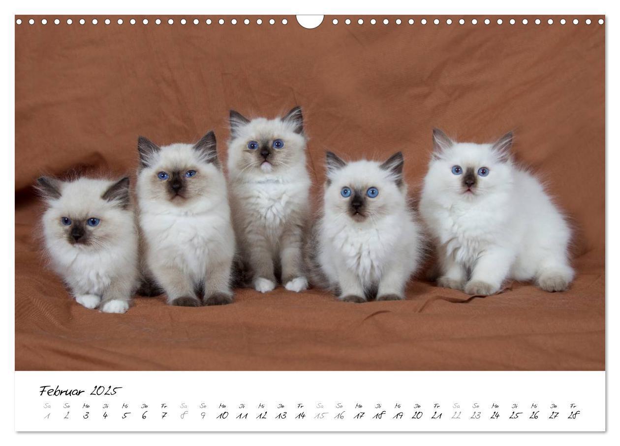 Bild: 9783435756094 | Ragdoll Kitten (Wandkalender 2025 DIN A3 quer), CALVENDO...