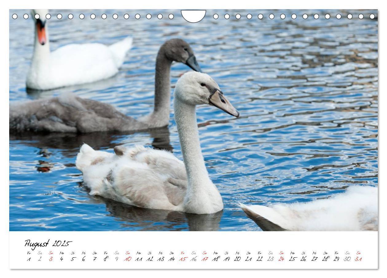 Bild: 9783435651313 | Vom Küken zum Schwan (Wandkalender 2025 DIN A4 quer), CALVENDO...