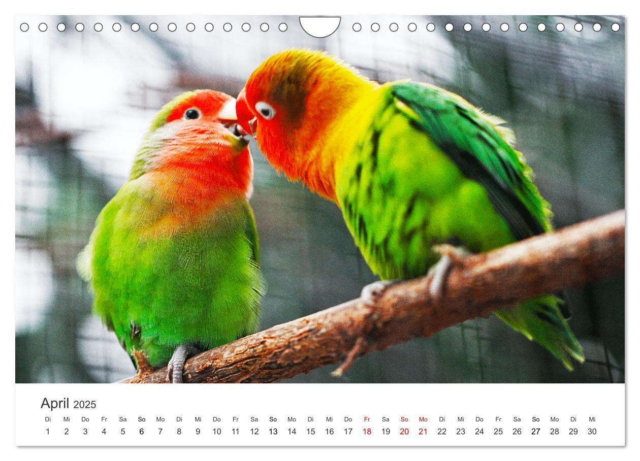 Bild: 9783435041466 | Vogelwelt - Die Könige der Lüfte. (Wandkalender 2025 DIN A4 quer),...