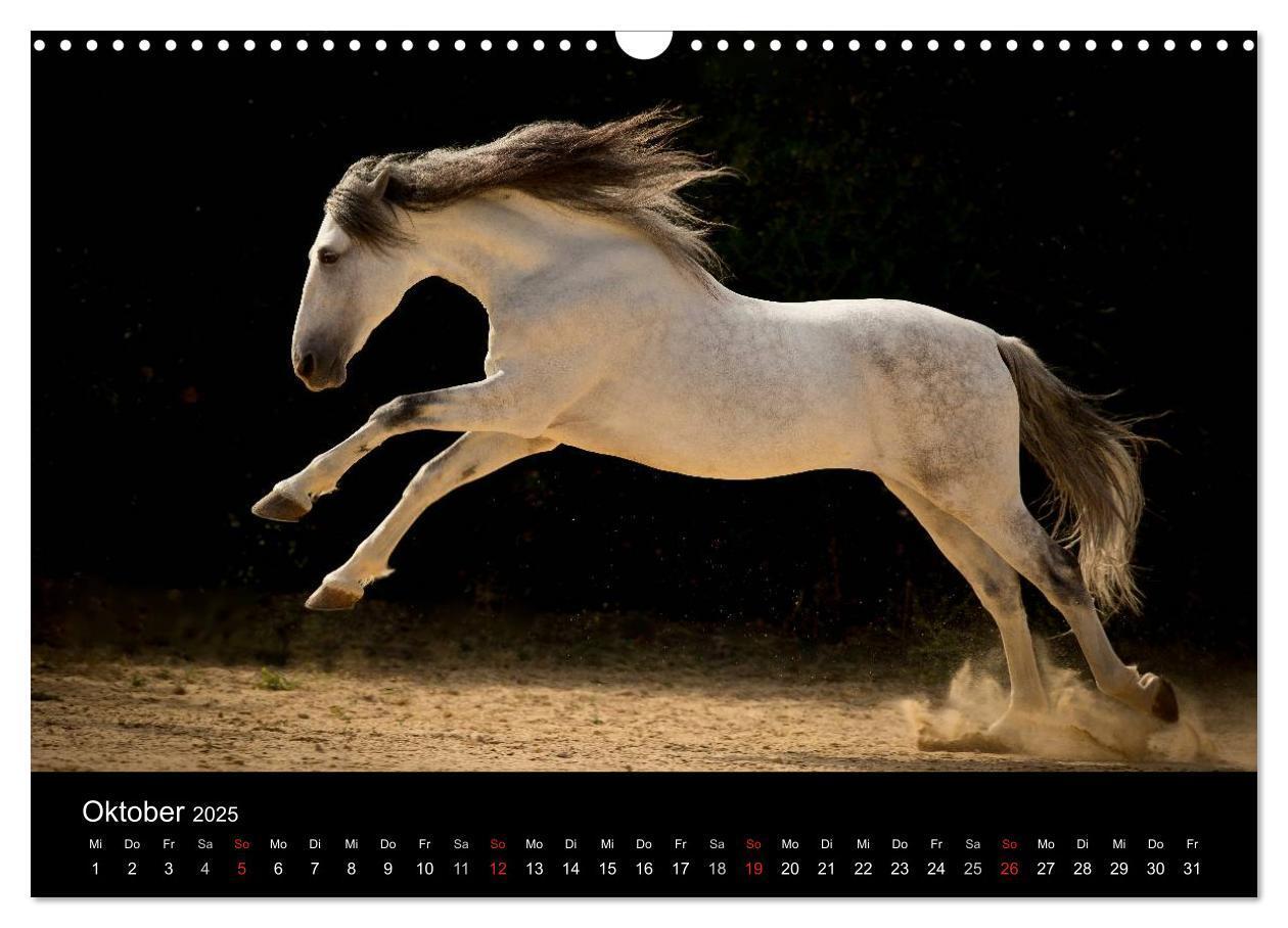 Bild: 9783435637904 | Spaniens stolze Pferde (Wandkalender 2025 DIN A3 quer), CALVENDO...