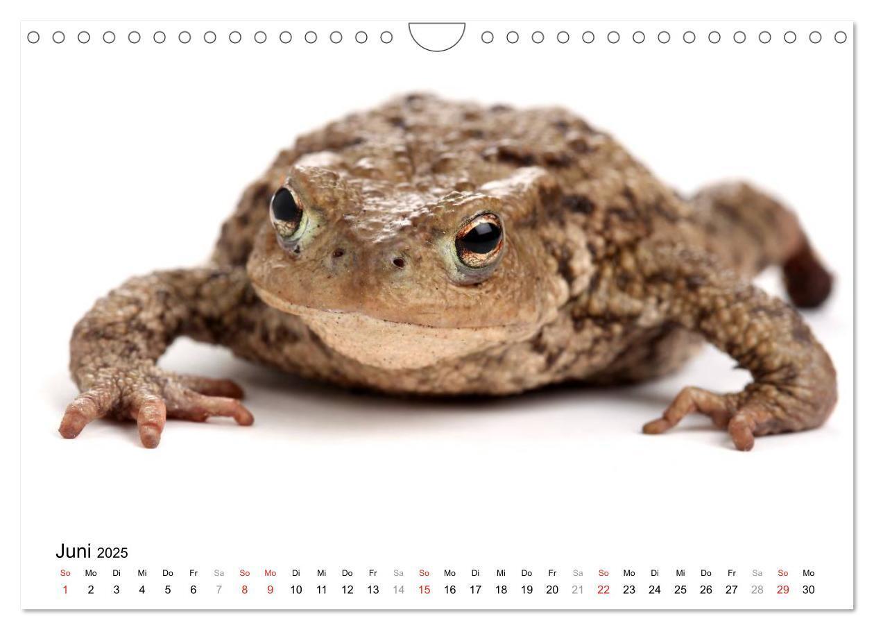 Bild: 9783435819423 | Der kleine Gecko und seine Freunde (Wandkalender 2025 DIN A4 quer),...