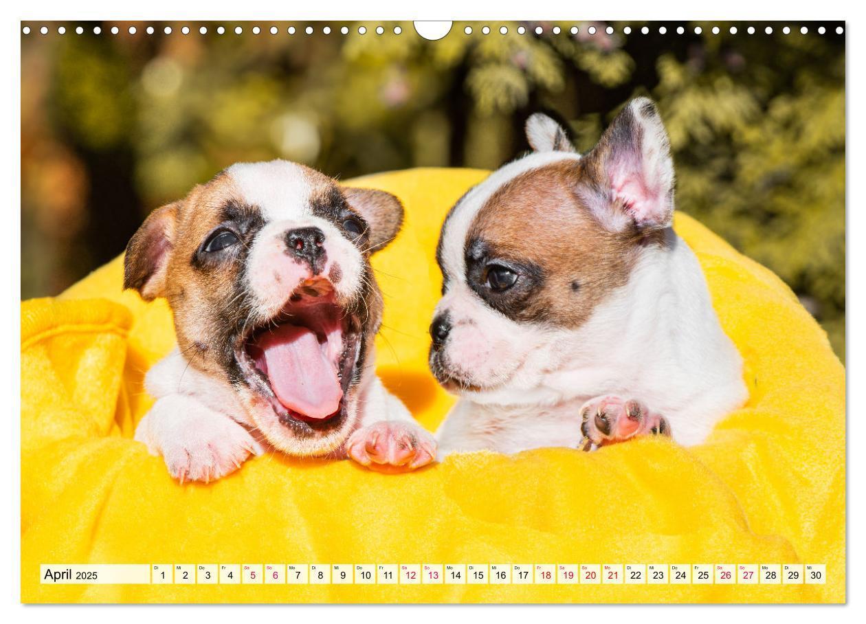 Bild: 9783457178058 | Kleine Helden - Französische Bulldoggen (Wandkalender 2025 DIN A3...