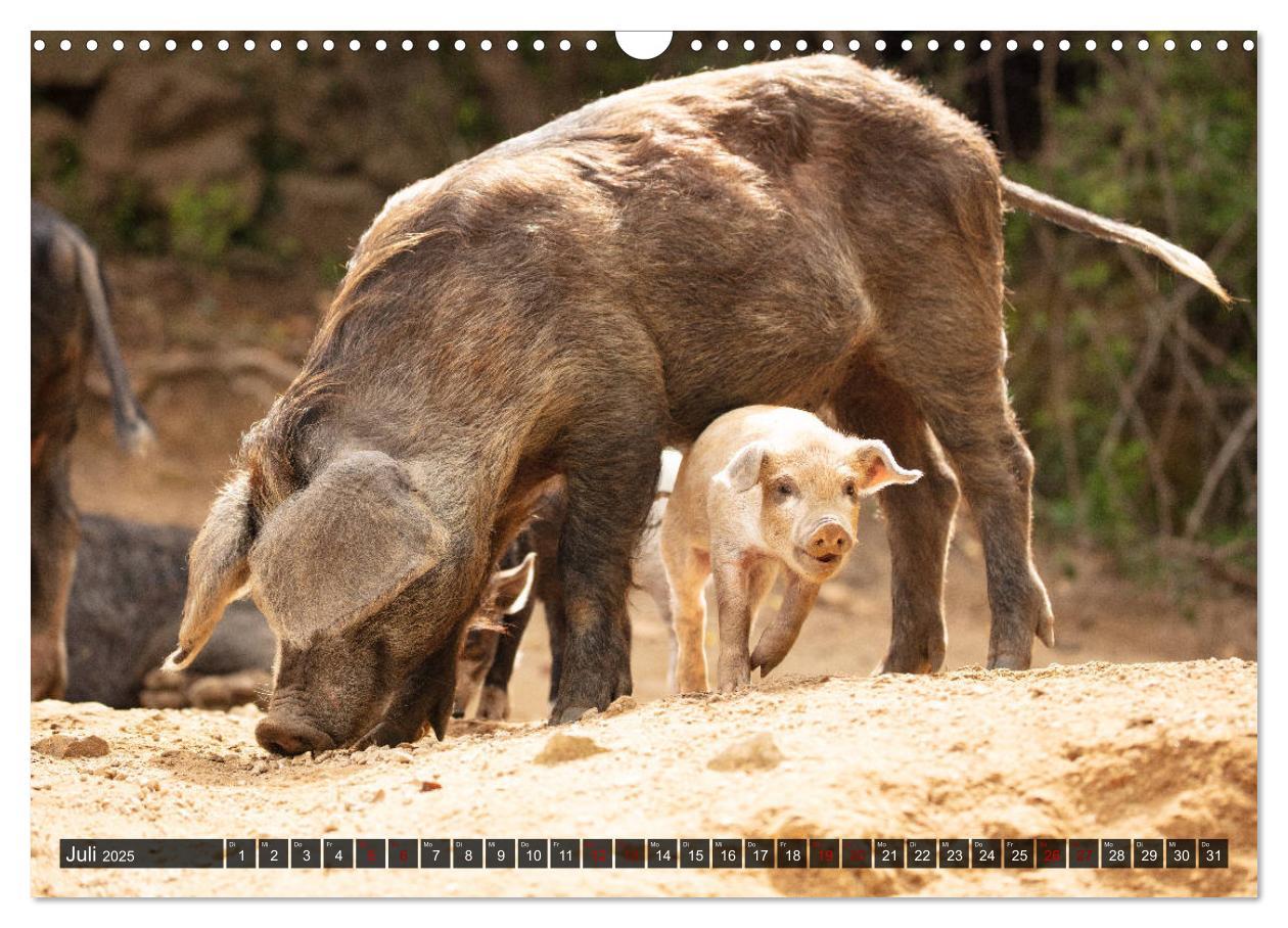 Bild: 9783435261529 | Korsika - süße, wilde Schweinchen (Wandkalender 2025 DIN A3 quer),...