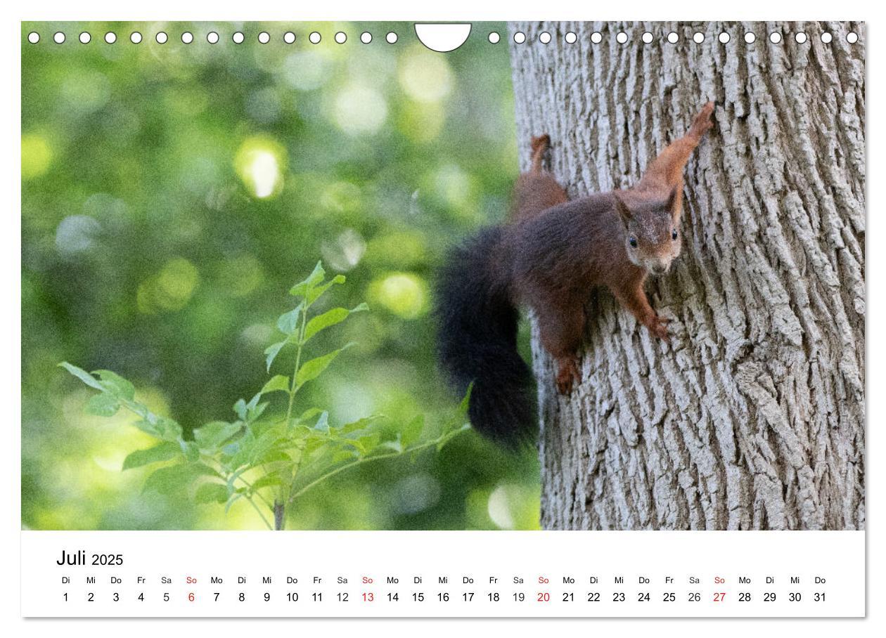 Bild: 9783435584390 | Eichhörnchen - Kleine Kobolde im Roten Pelz (Wandkalender 2025 DIN...