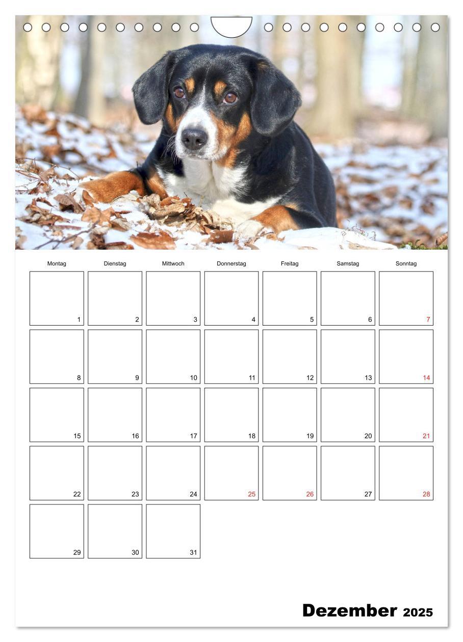 Bild: 9783457026694 | Entlebucher Sennenhunde begleiten Sie durch das Jahr (Wandkalender...