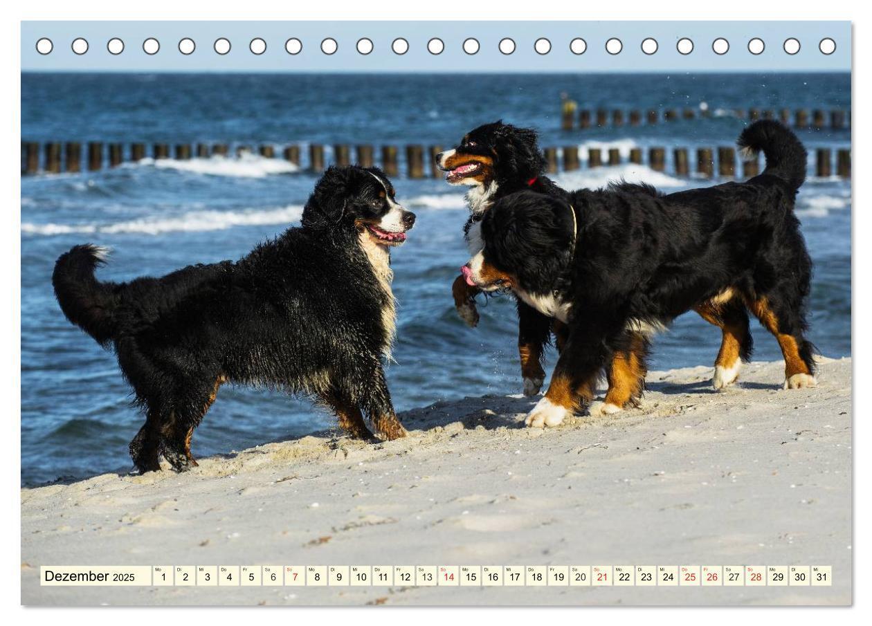 Bild: 9783435515783 | Berner Sennenhunde am Strand (Tischkalender 2025 DIN A5 quer),...