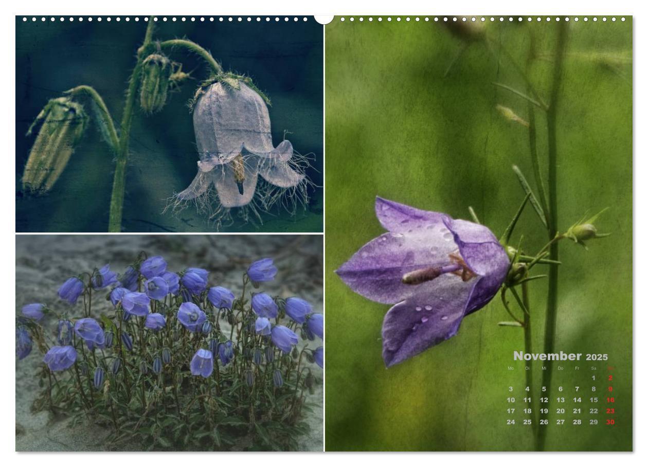 Bild: 9783435611713 | Blumenreise 2025 (Wandkalender 2025 DIN A2 quer), CALVENDO...