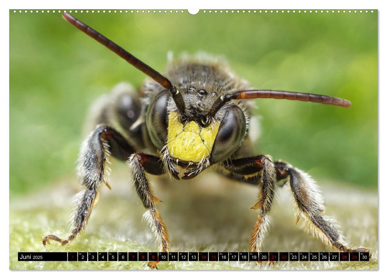 Bild: 9783435340002 | Faszination Makrofotografie: Wespen und Bienen (Wandkalender 2025...