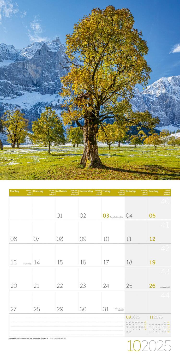 Bild: 9783838445120 | Bäume Kalender 2025 - 30x30 | Ackermann Kunstverlag | Kalender | 28 S.