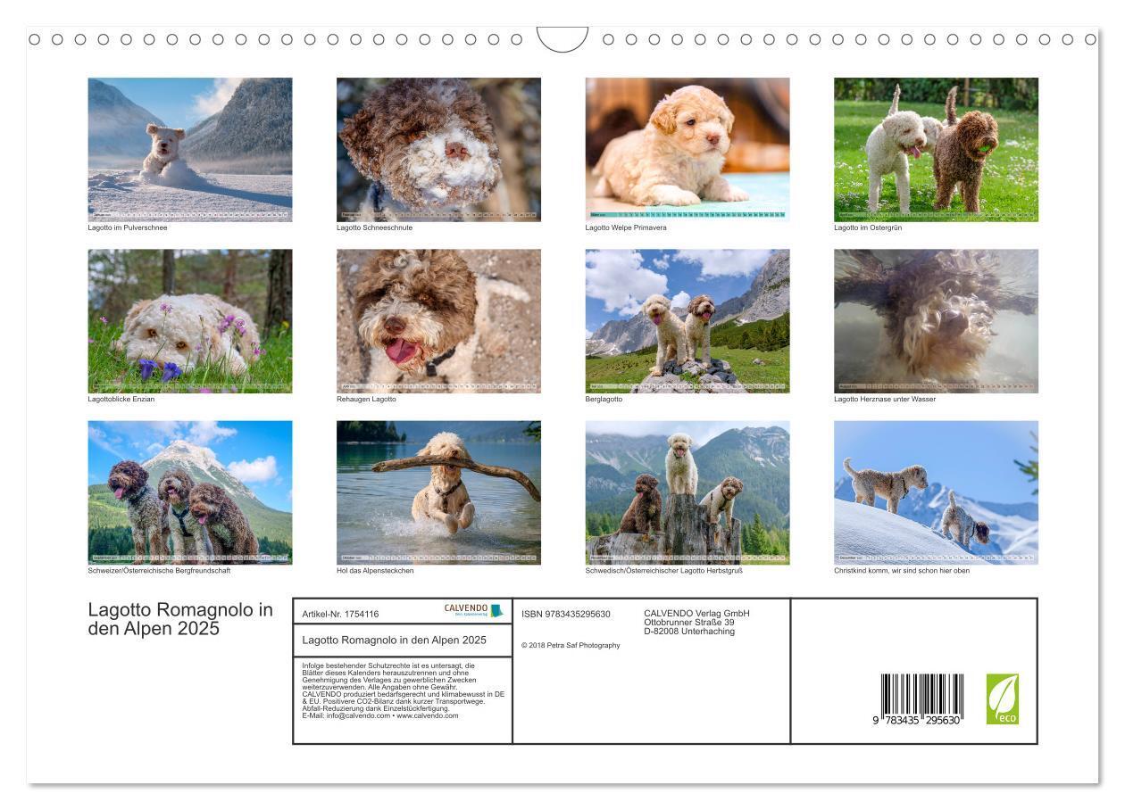 Bild: 9783435295630 | Lagotto Romagnolo in den Alpen 2025 (Wandkalender 2025 DIN A3...