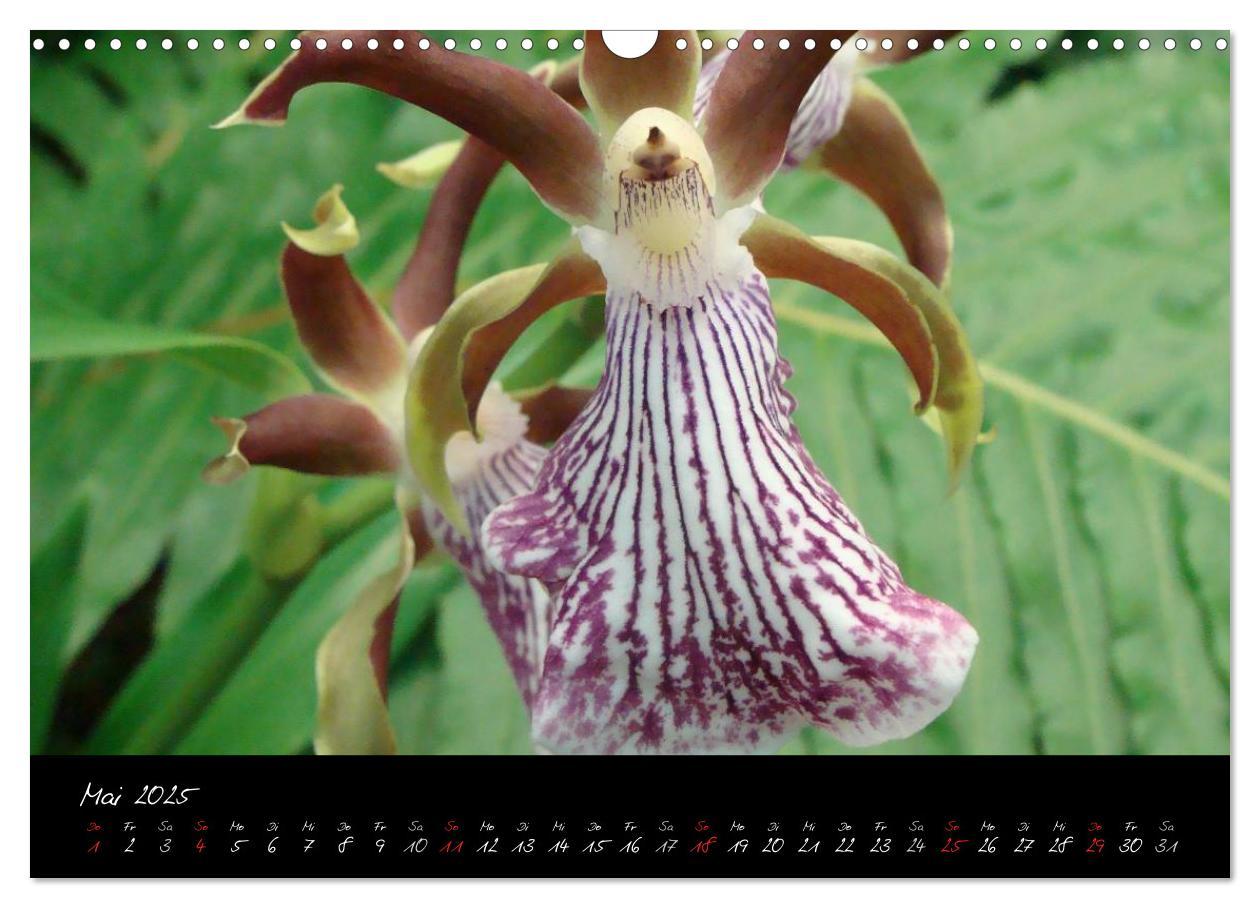 Bild: 9783435822119 | Farbenreiche Orchideen (Wandkalender 2025 DIN A3 quer), CALVENDO...