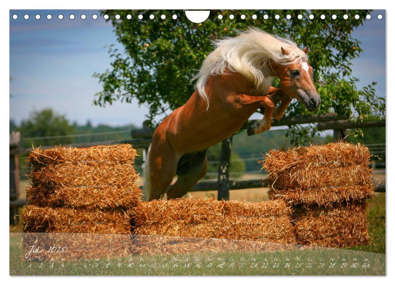 Bild: 9783435505494 | Haflinger-Pferde in Reinzucht (Wandkalender 2025 DIN A4 quer),...