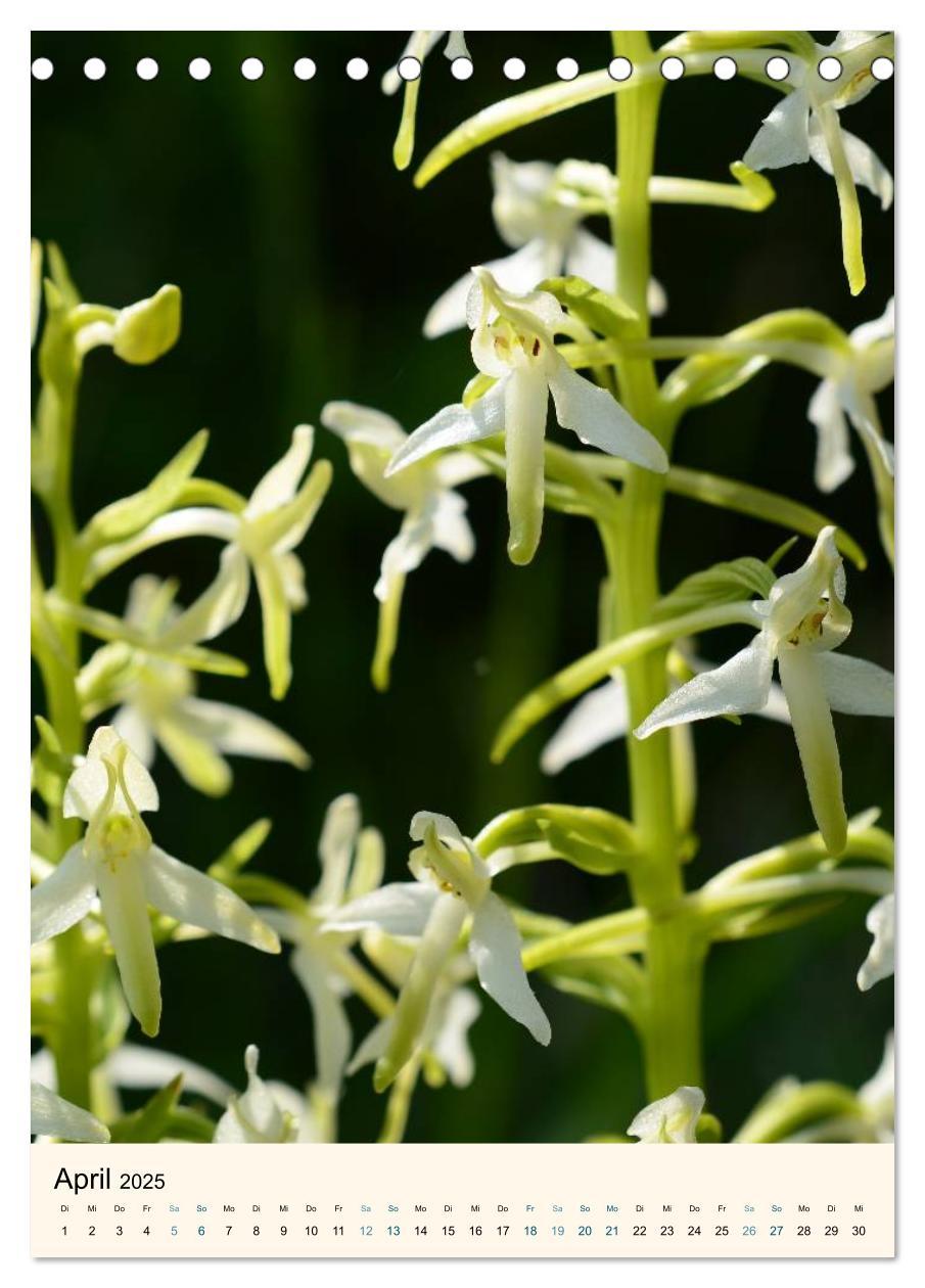 Bild: 9783457079850 | Einheimische Orchideen (Tischkalender 2025 DIN A5 hoch), CALVENDO...