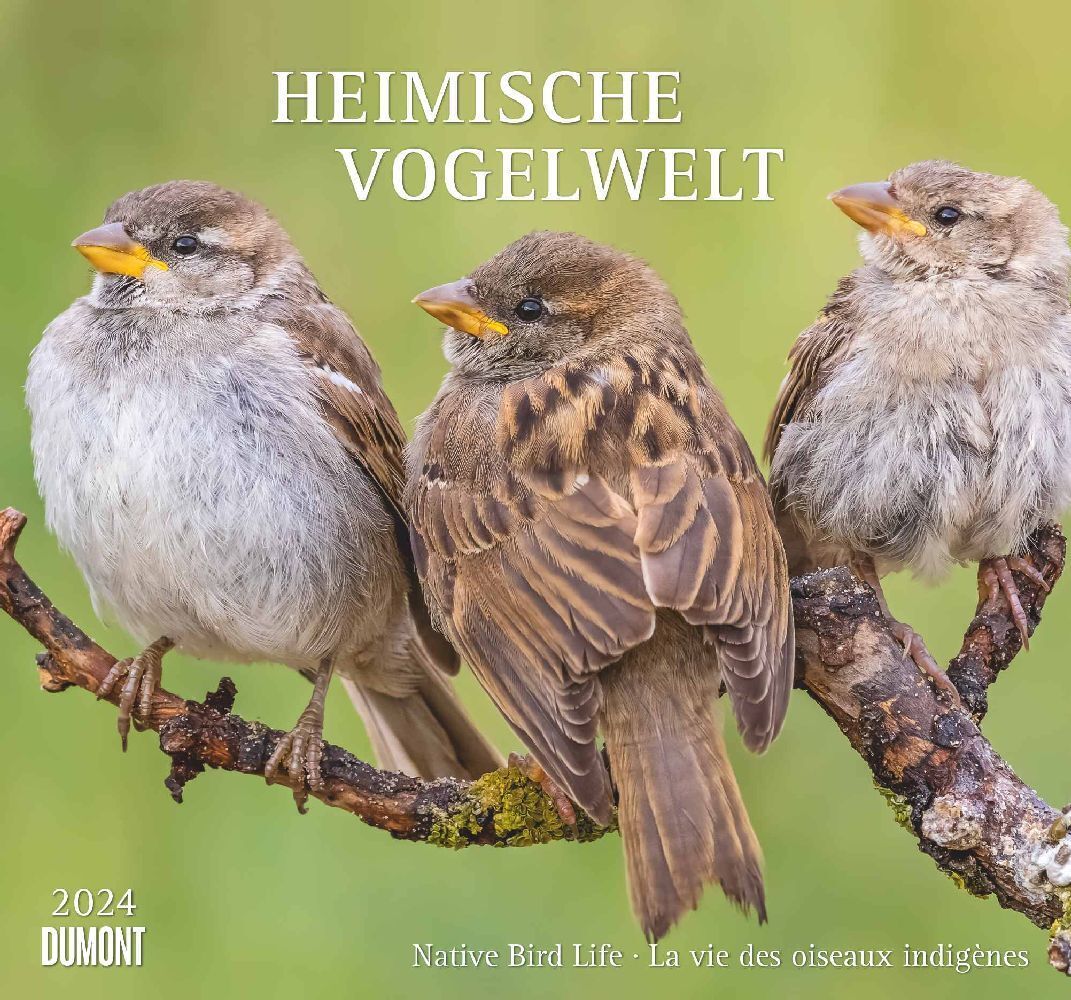 Cover: 4250809651491 | Heimische Vogelwelt 2024 - DUMONT Wandkalender - mit den...